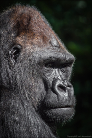animalisch002