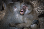 animalisch004