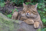animalisch005