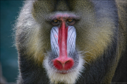 animalisch009