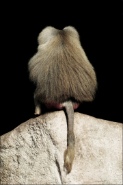 animalisch010