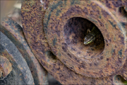 animalisch012