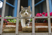 animalisch016