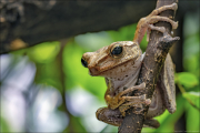 animalisch018