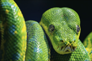 animalisch019