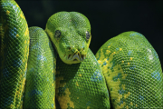 animalisch020