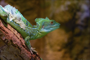 animalisch022
