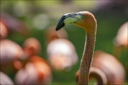 animalisch023