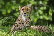 animalisch024