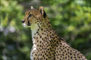 animalisch025