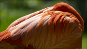 animalisch026