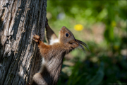 animalisch030