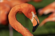animalisch033