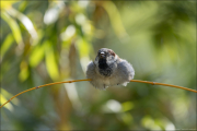 animalisch035