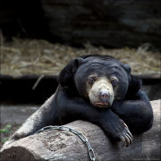 animalisch038