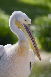 animalisch039