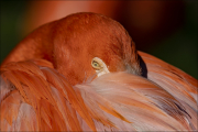 animalisch040