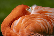 animalisch041