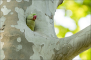 animalisch042