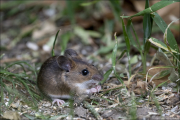 animalisch044