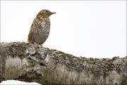 animalisch045