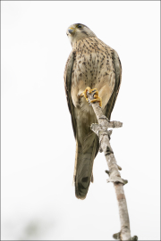 animalisch048