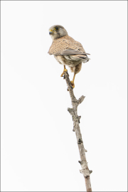 animalisch049