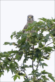 animalisch051