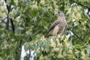 animalisch052