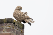 animalisch053