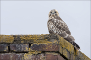 animalisch055