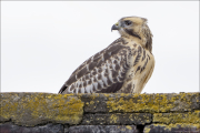 animalisch056