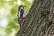 animalisch059