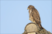 animalisch060