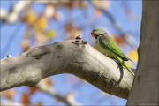 animalisch063