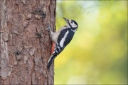 animalisch064