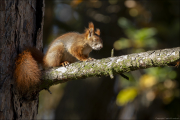 animalisch065