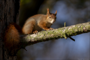 animalisch066