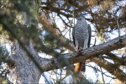 animalisch067