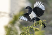 animalisch072