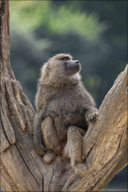 animalisch074