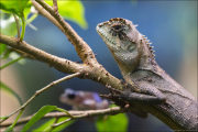 animalisch075