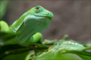 animalisch079