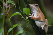 animalisch080