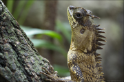 animalisch081