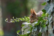 animalisch082
