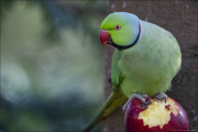 animalisch083