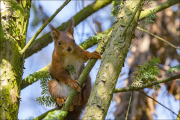 animalisch085