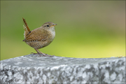 animalisch086
