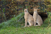 animalisch087